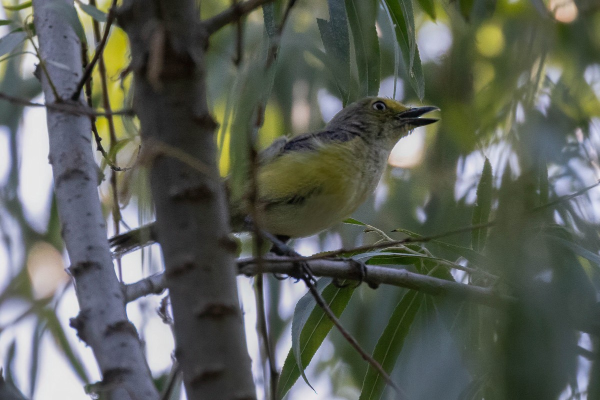 White-eyed Vireo - Peggy Steffens
