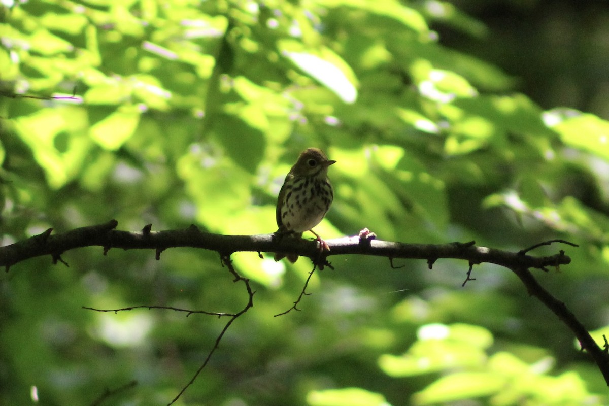 Ovenbird - ML638863756