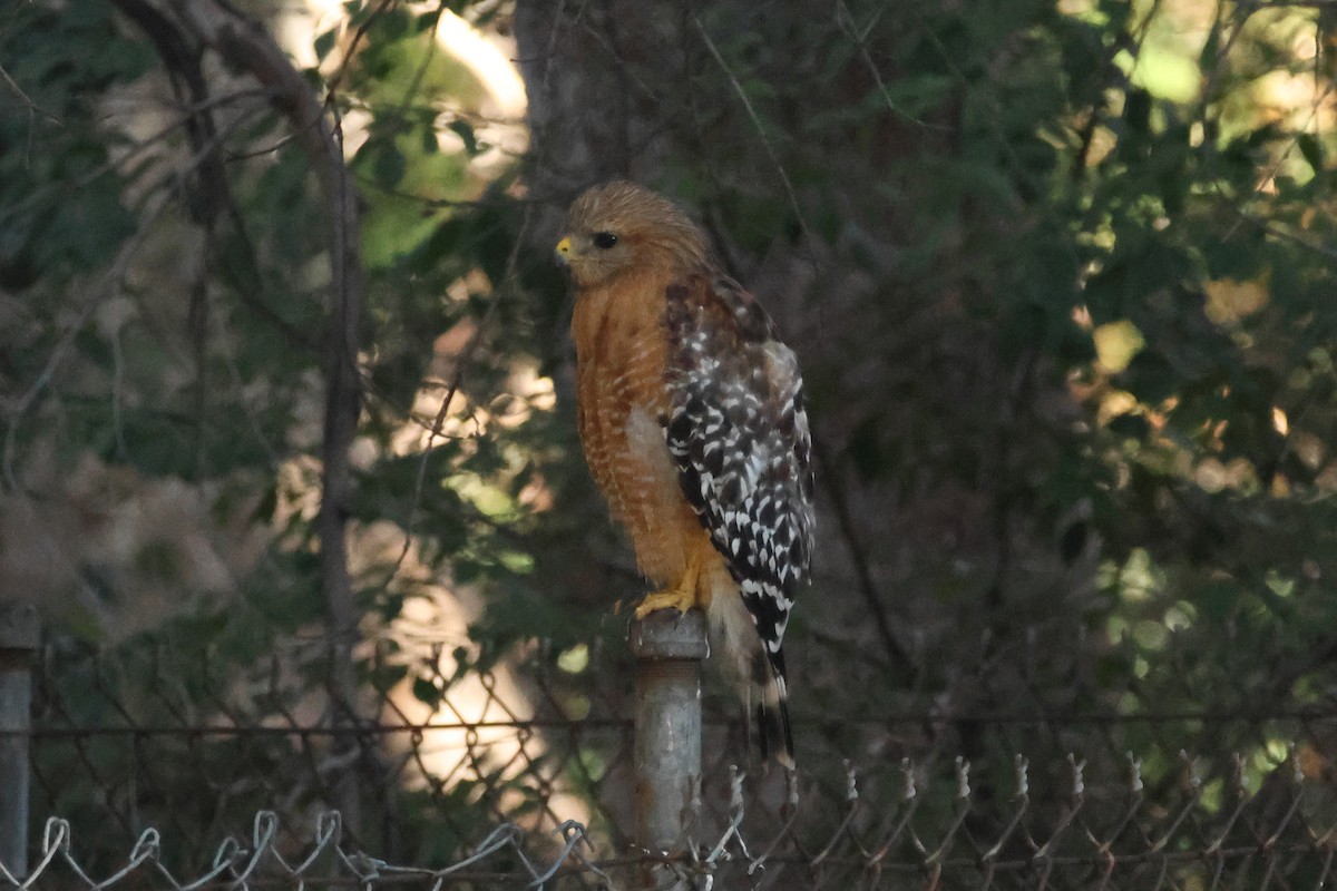 Red-shouldered Hawk - ML638863795