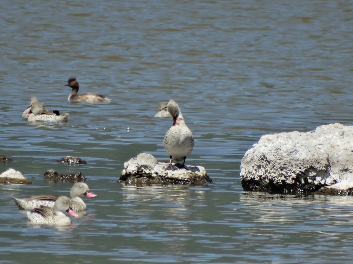 Cape Teal - ML638863834