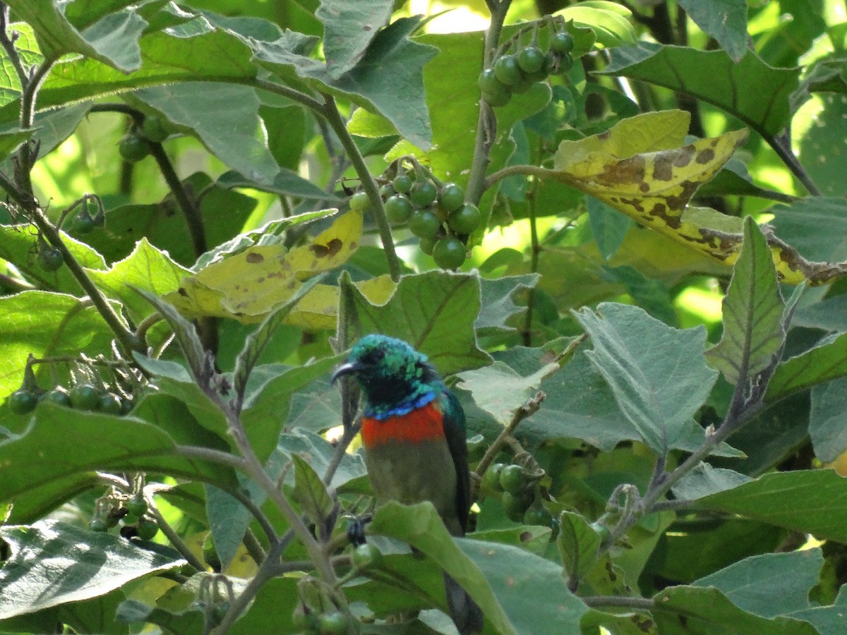 Eastern Double-collared Sunbird - ML638863842
