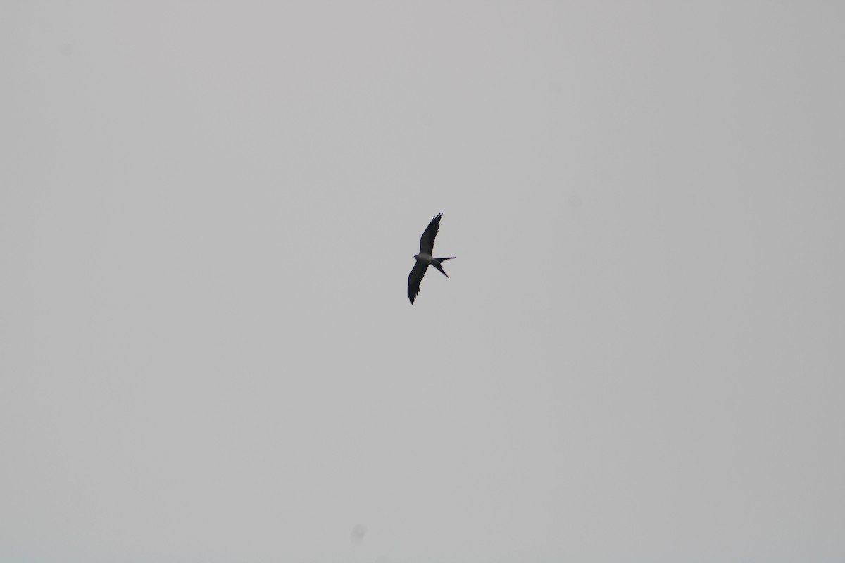 Swallow-tailed Kite - ML638863883