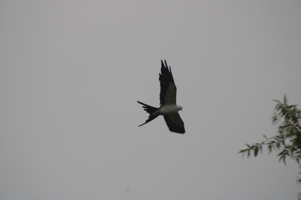 Swallow-tailed Kite - ML638863885