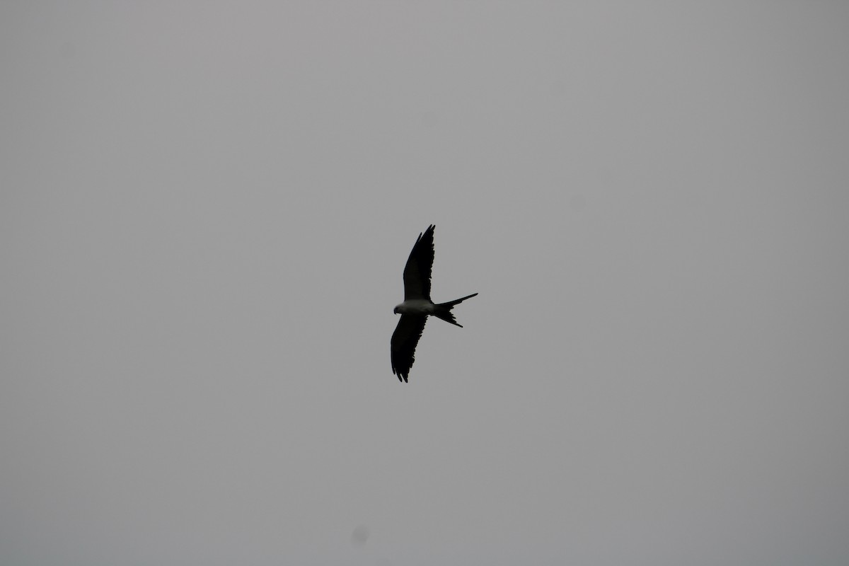 Swallow-tailed Kite - ML638863887
