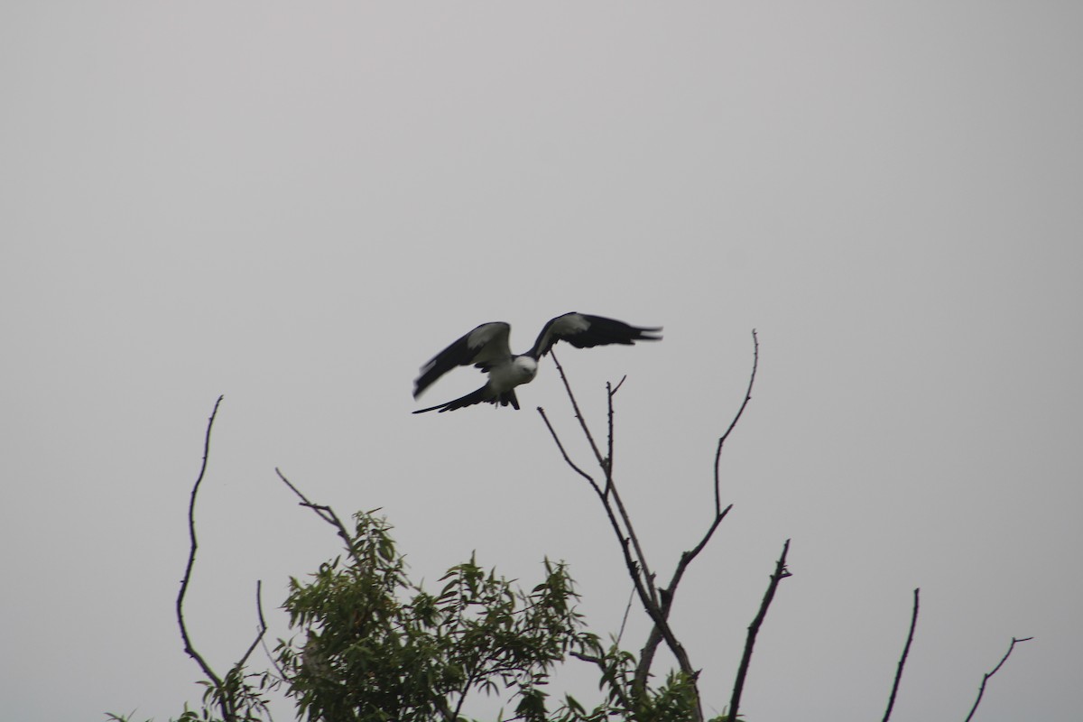 Swallow-tailed Kite - ML638863888