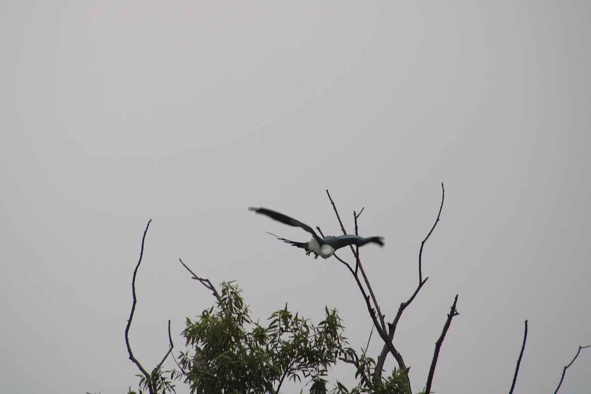 Swallow-tailed Kite - ML638863889