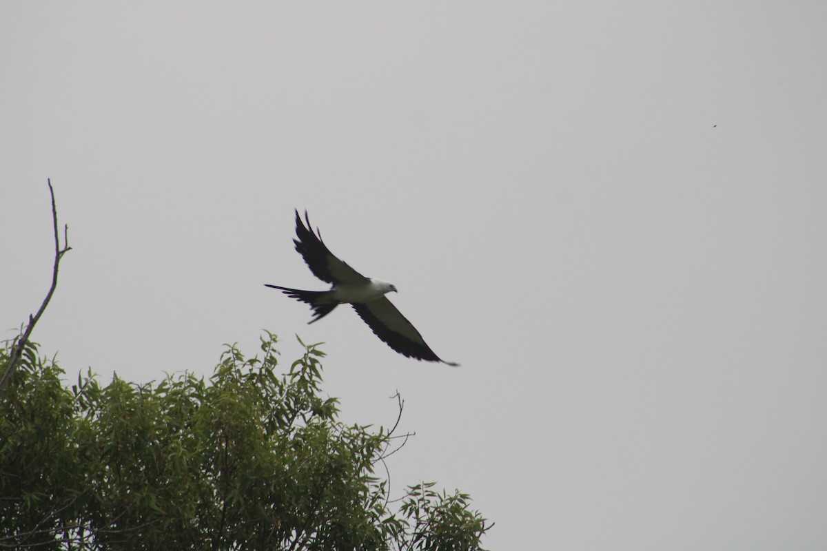Swallow-tailed Kite - ML638863890