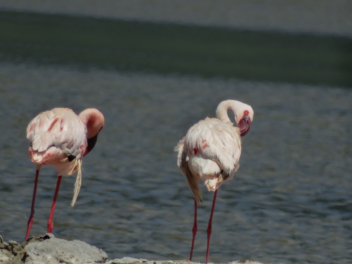 Lesser Flamingo - ML638863894
