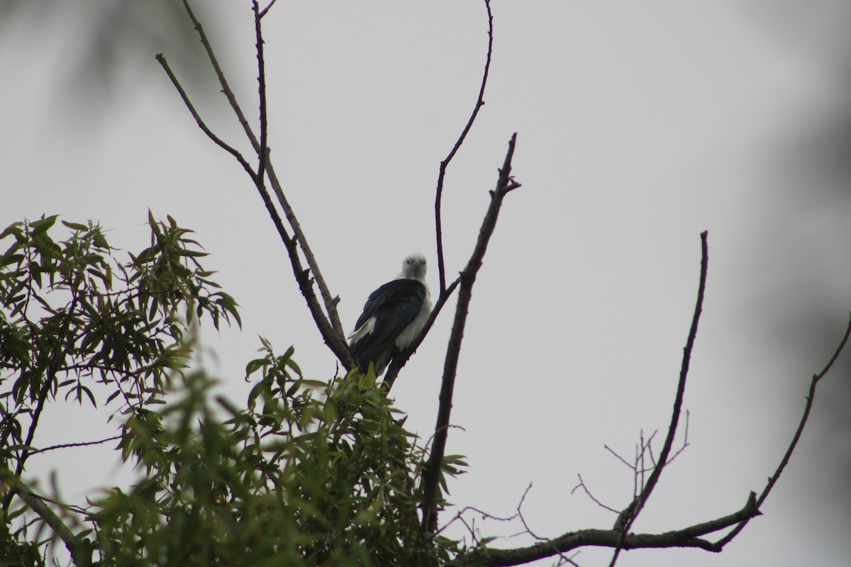 Swallow-tailed Kite - ML638863908