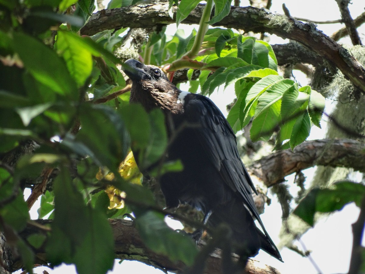 White-necked Raven - ML638863927