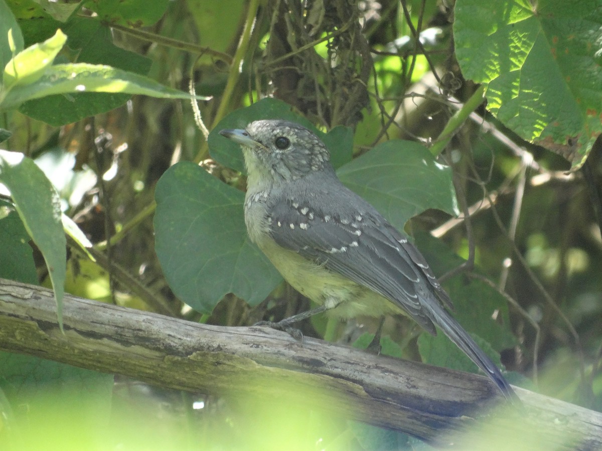 White-eyed Slaty-Flycatcher - ML638863942