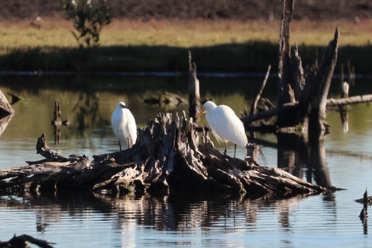 Plumed Egret - ML638863946