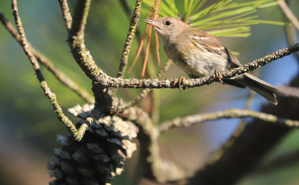 Pine Warbler - ML638863948