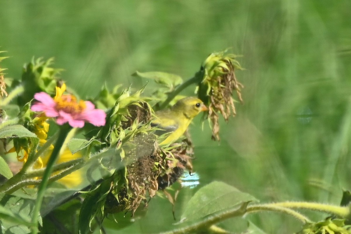 čížek žlutý - ML638863999