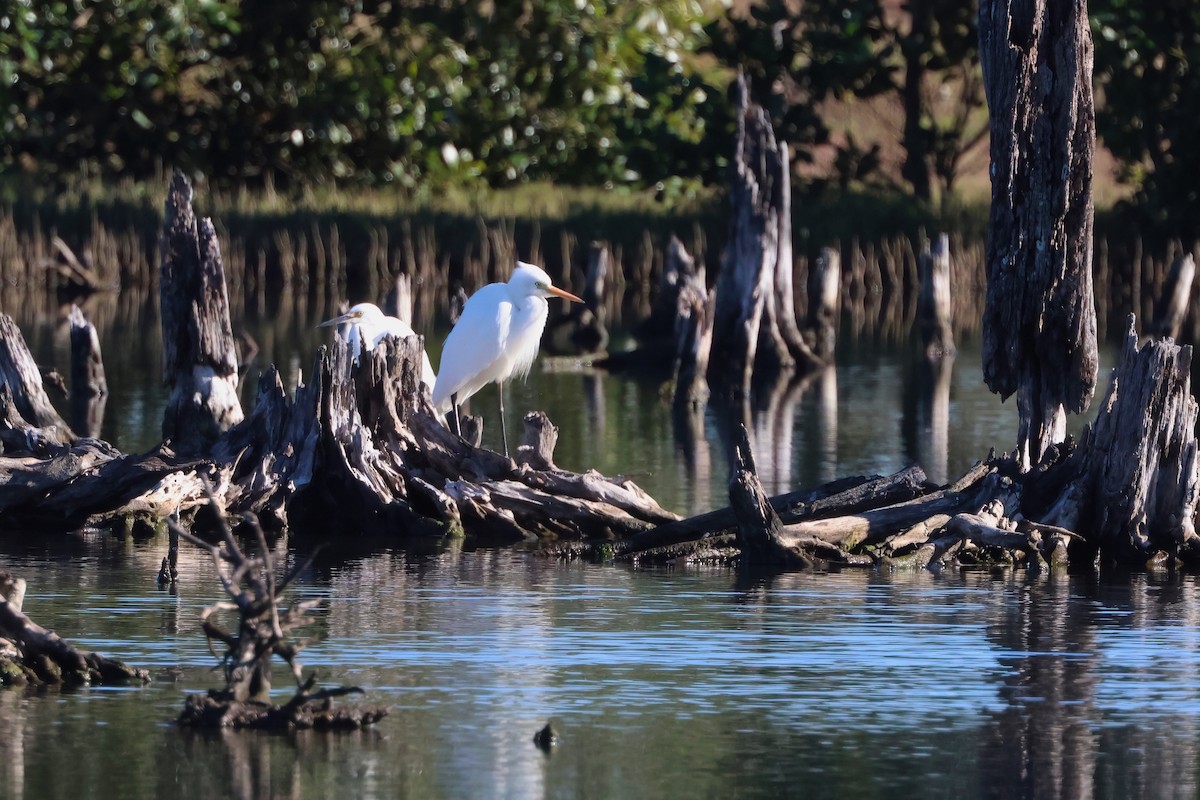 Plumed Egret - ML638864027