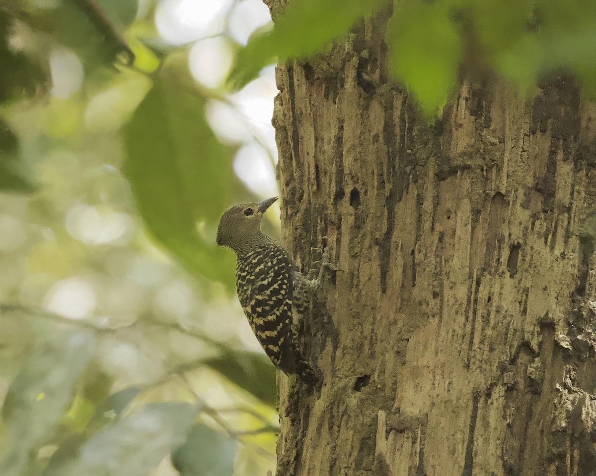 Buff-rumped Woodpecker - ML638864181