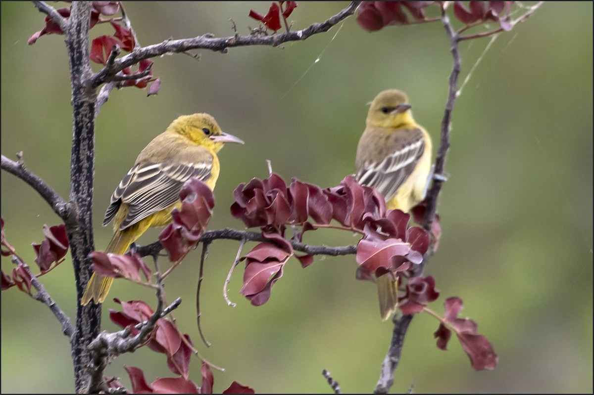 Hooded Oriole - ML638864210
