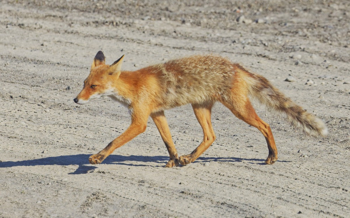 Ezo Red Fox - ML638864233
