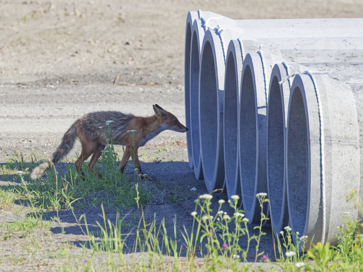 Ezo Red Fox - ML638864234