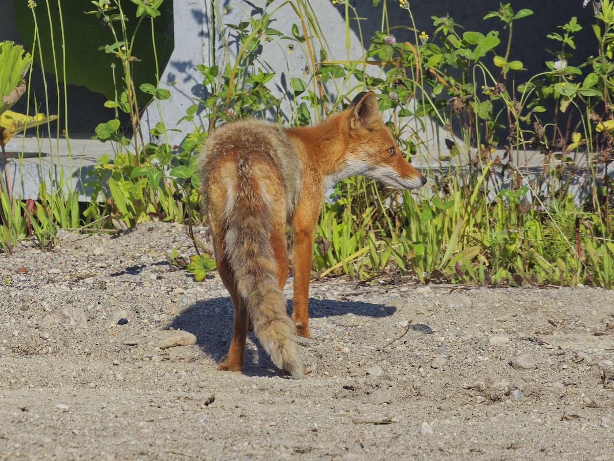 Ezo Red Fox - ML638864235