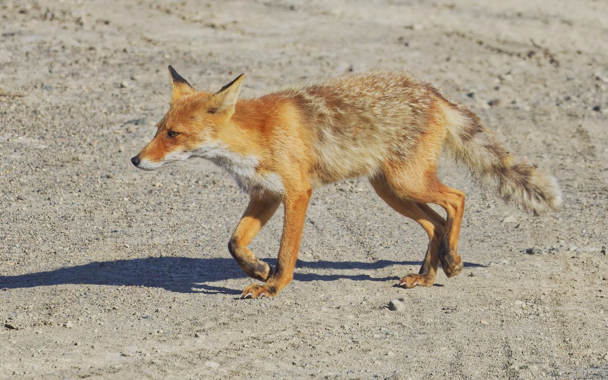 Ezo Red Fox - ML638864236