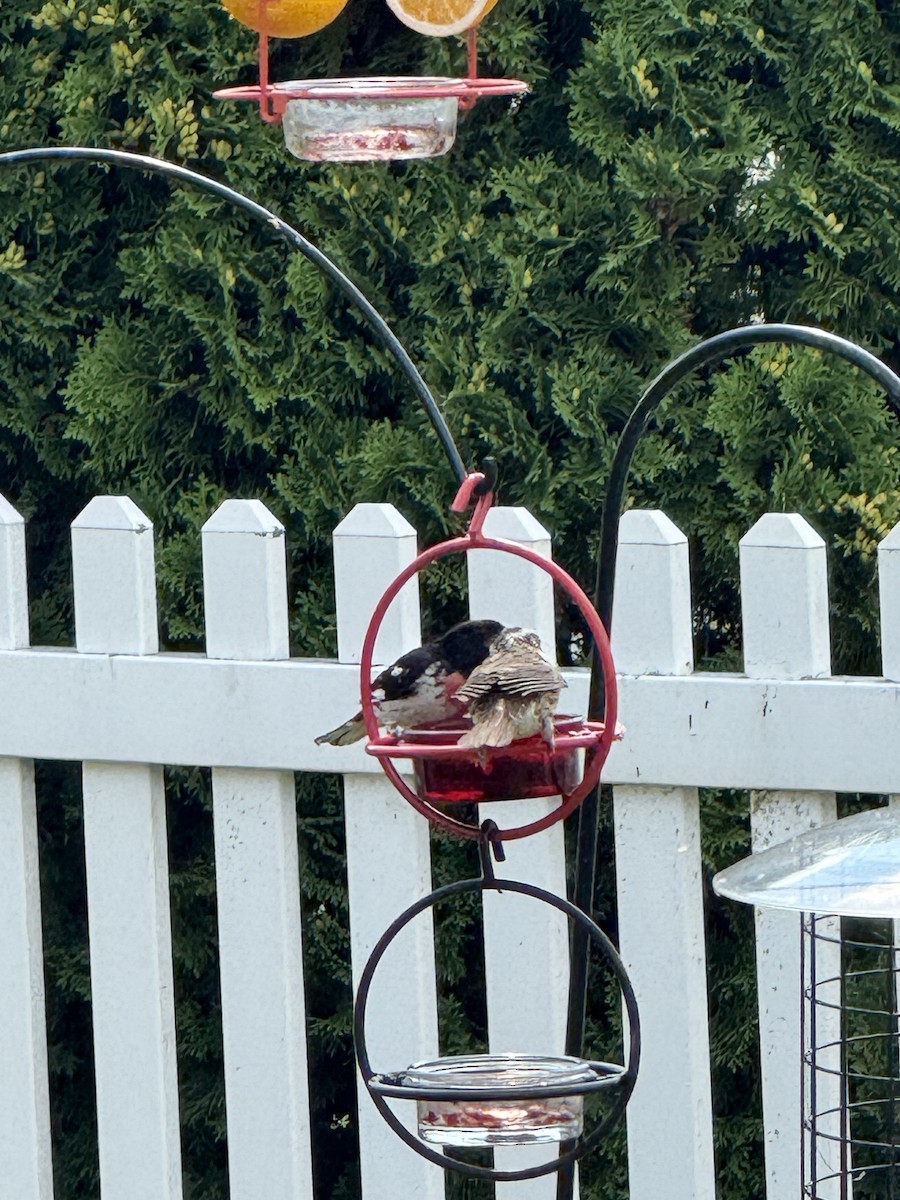 Rose-breasted Grosbeak - ML638864263