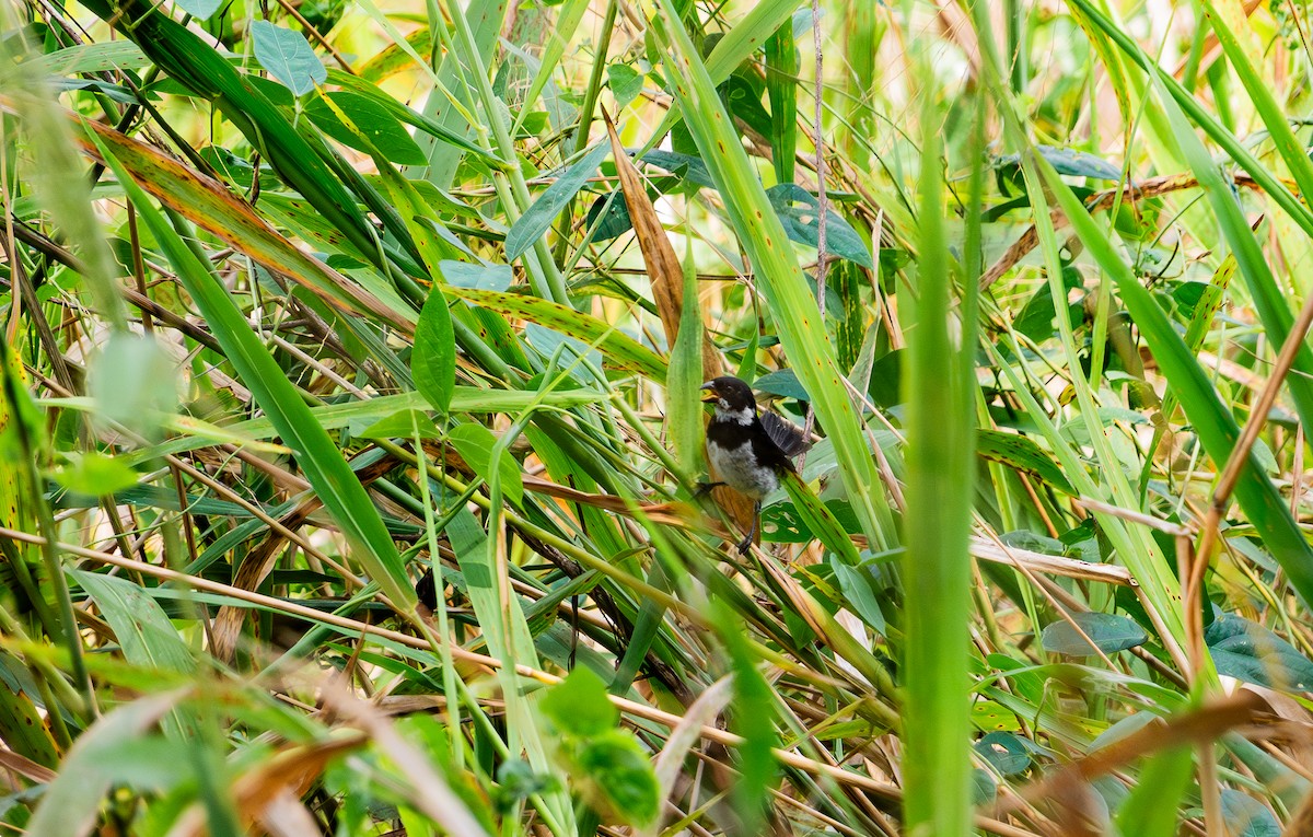 Variable Seedeater - ML638864276