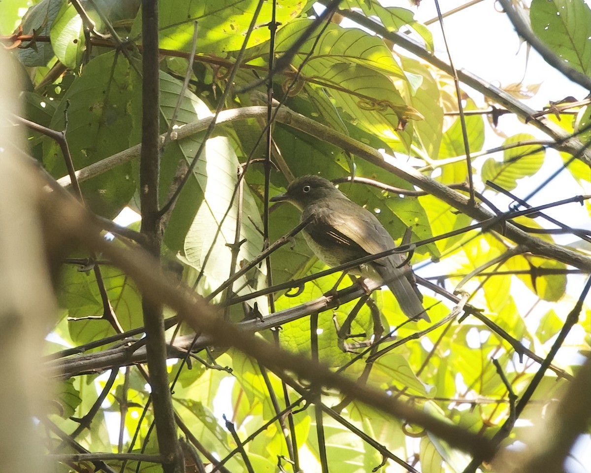 Bulbul Ojiblanco (simplex/halizonus) - ML638864291