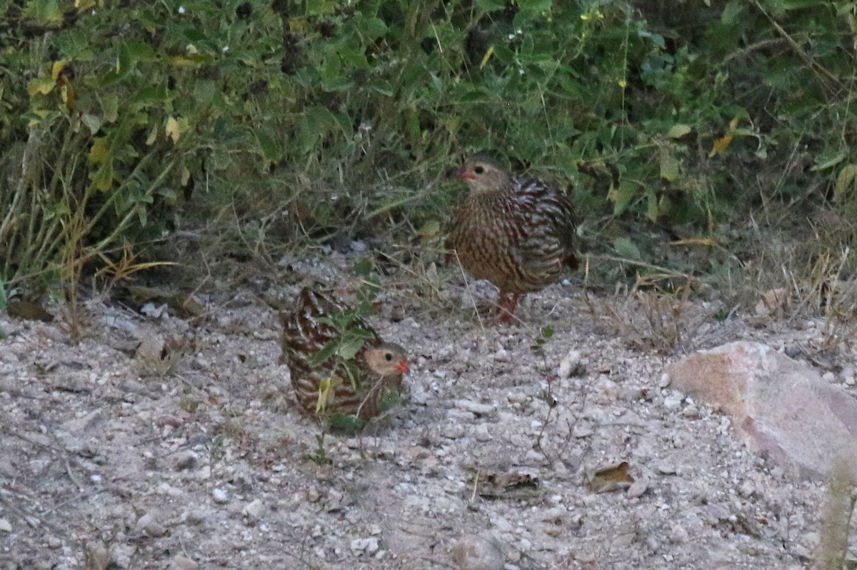 Gray-striped Spurfowl - ML638864314