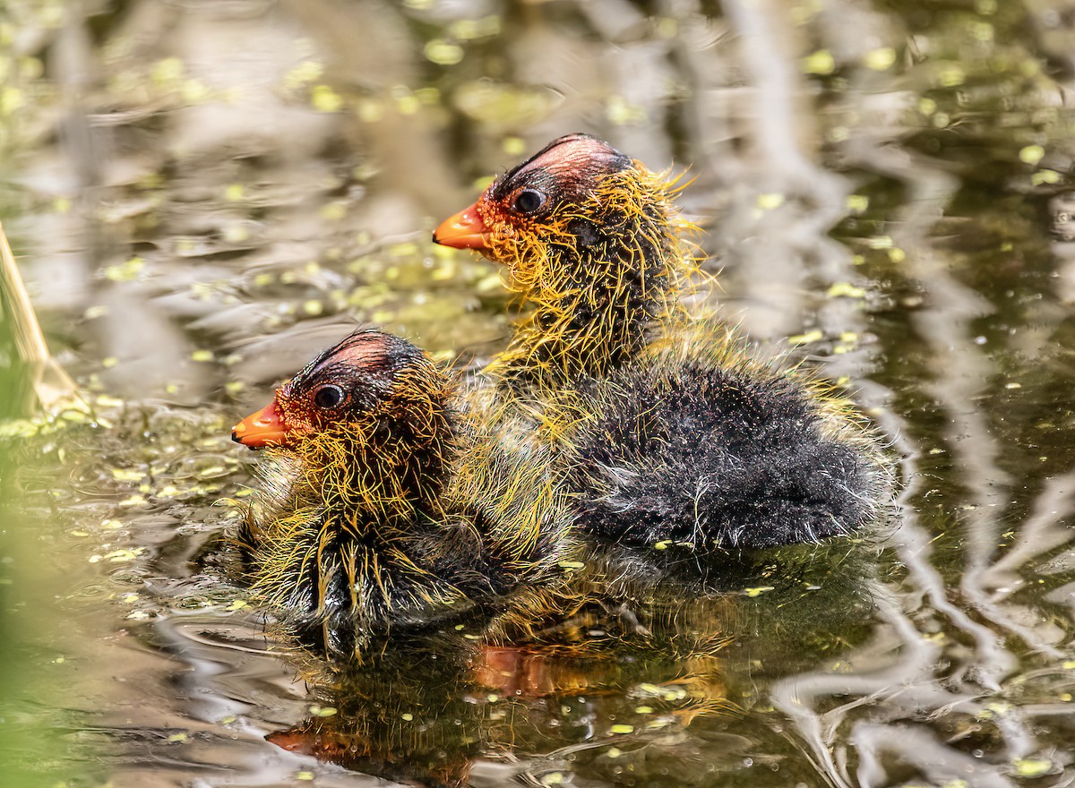 American Coot - ML638864316
