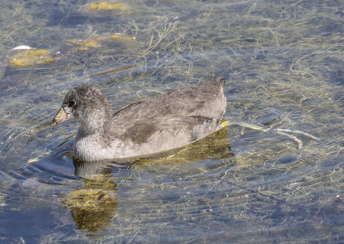 American Coot - ML638864317