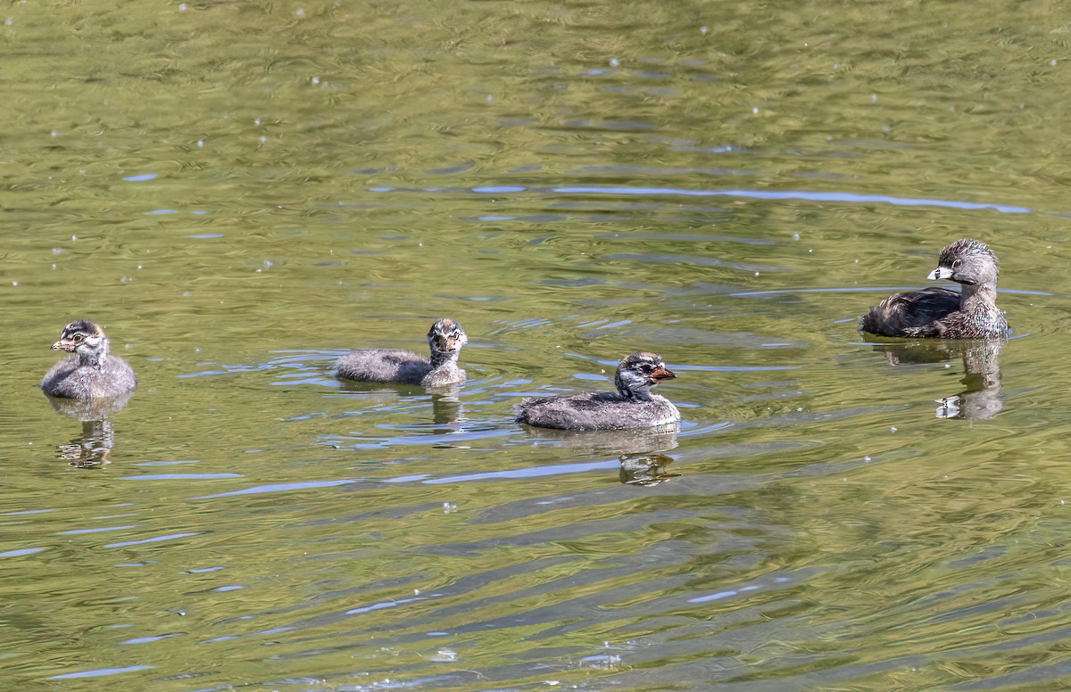 Pied-billed Grebe - ML638864329