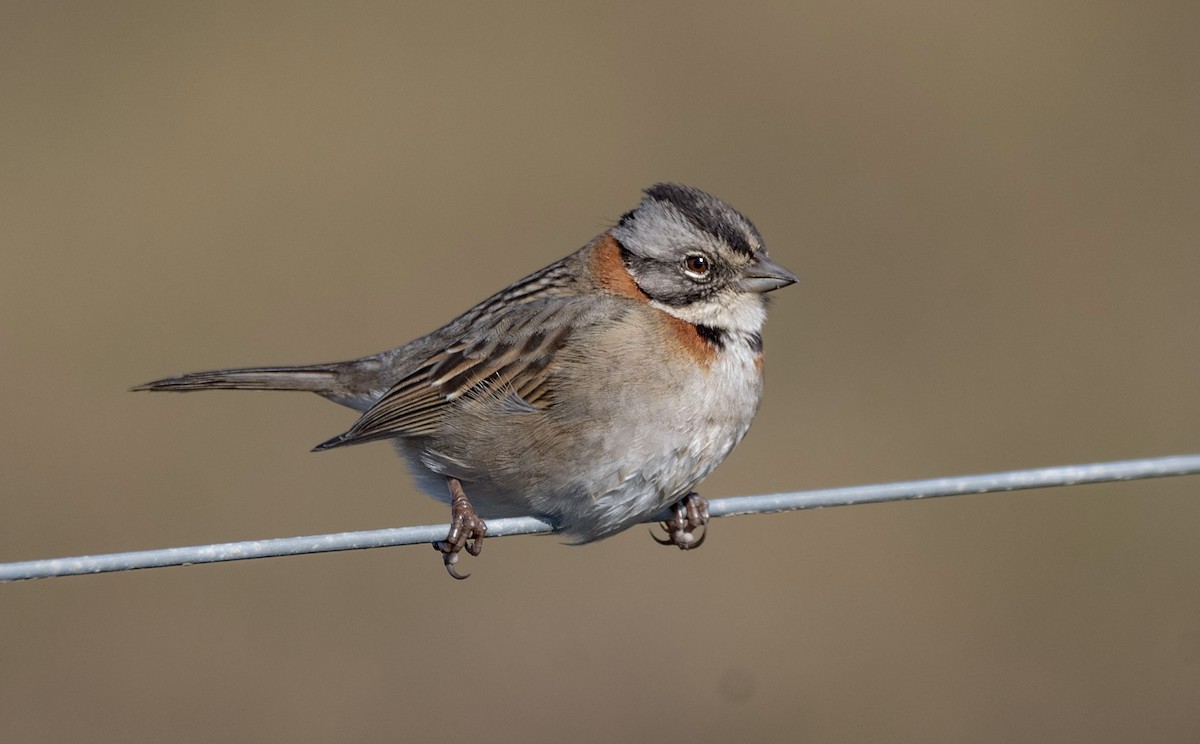 Rufous-collared Sparrow - ML638864338