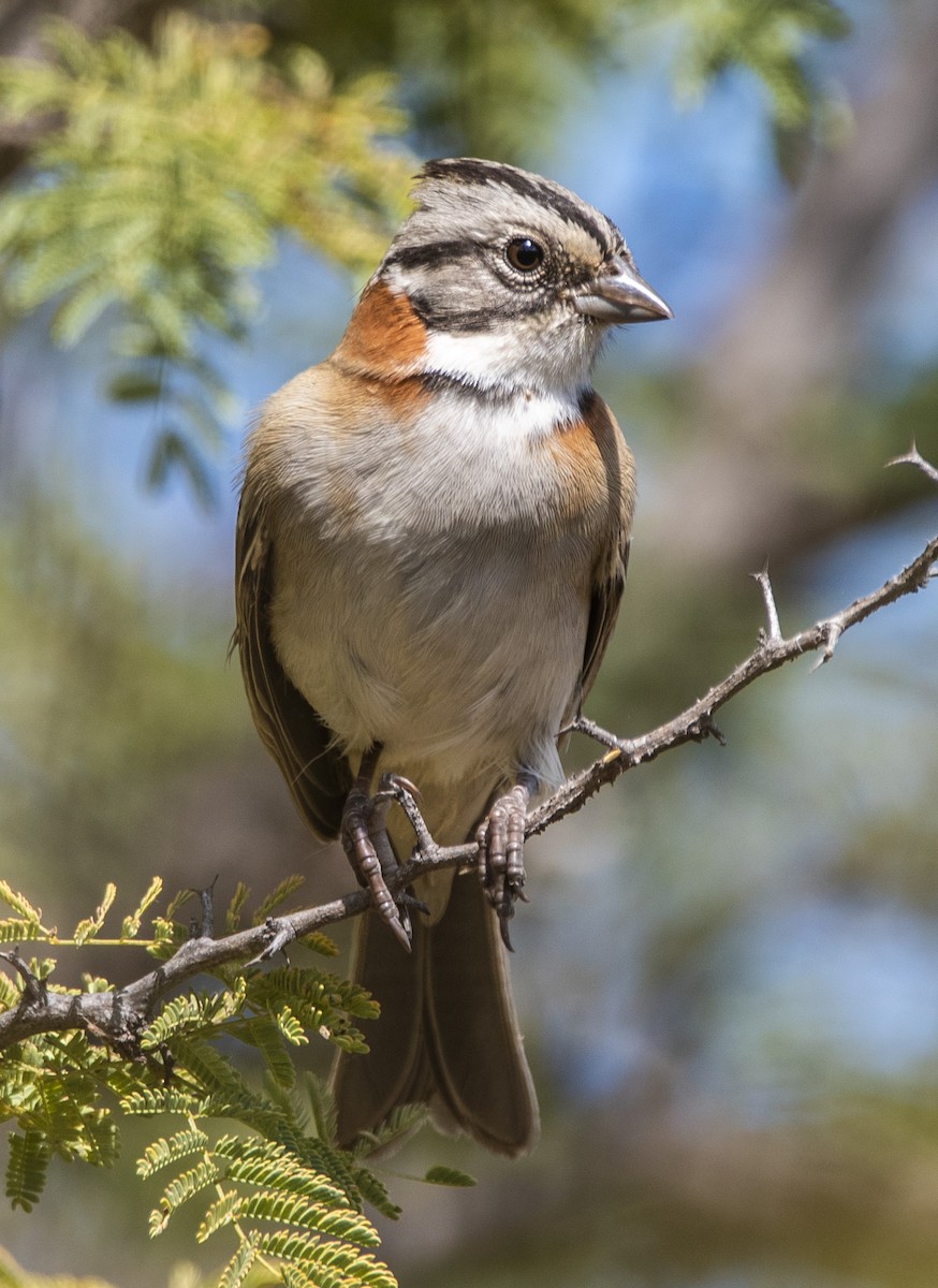 Rufous-collared Sparrow - ML638864339