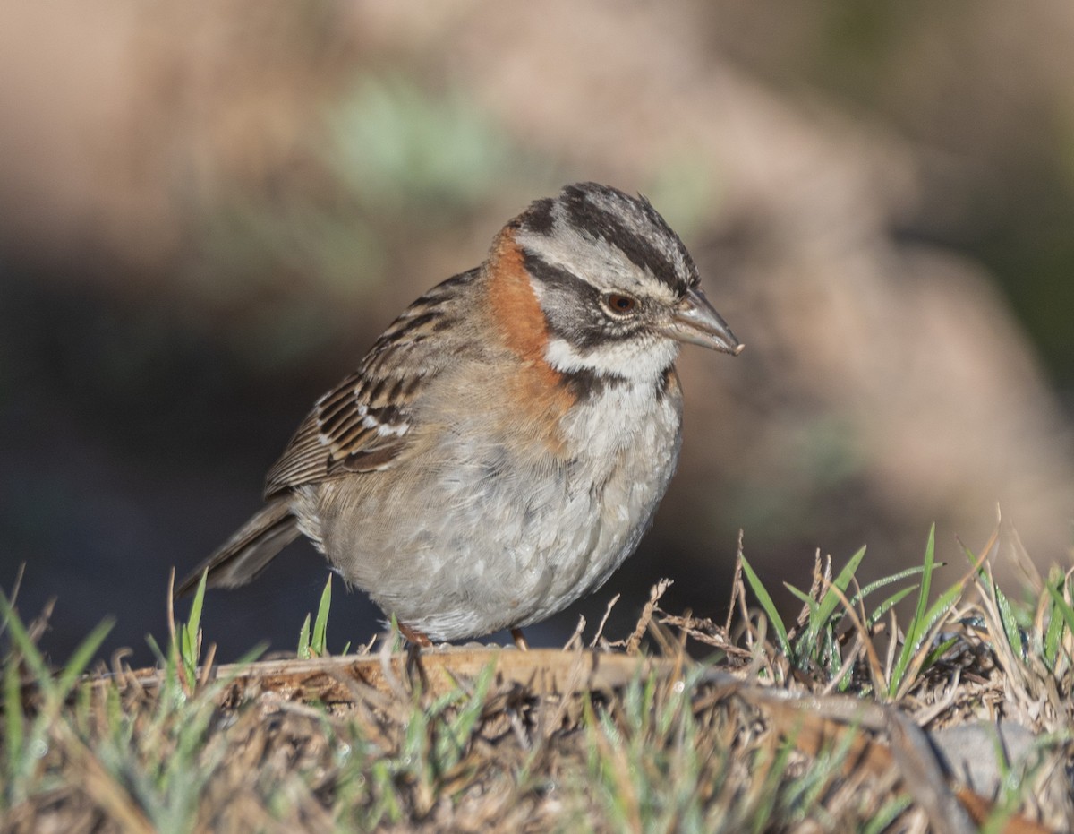 Rufous-collared Sparrow - ML638864340