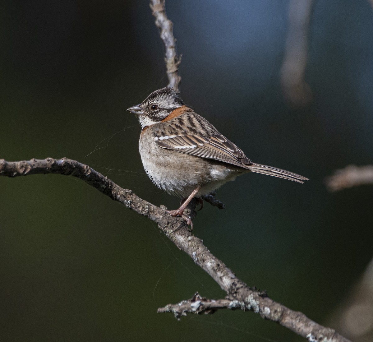 Rufous-collared Sparrow - ML638864341