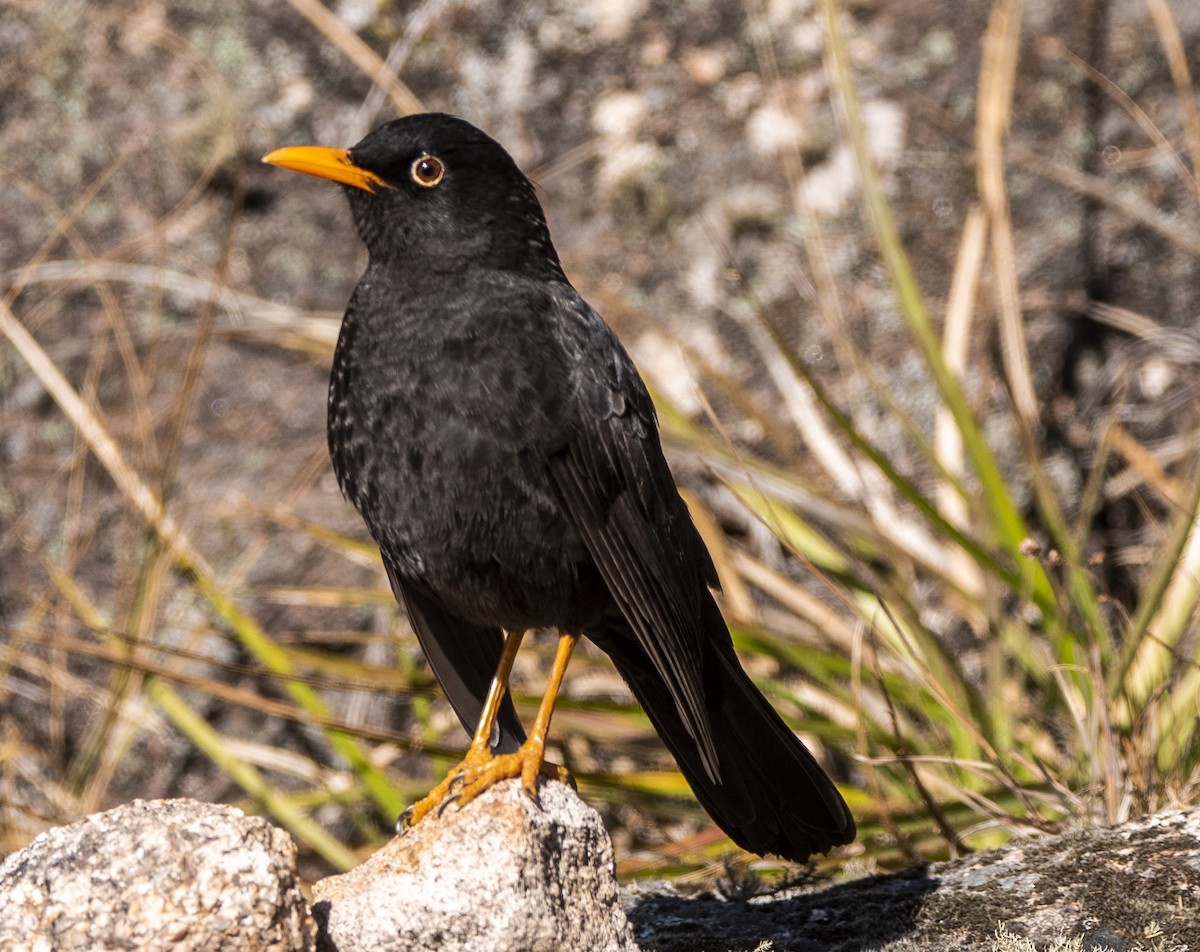 Chiguanco Thrush - ML638864385