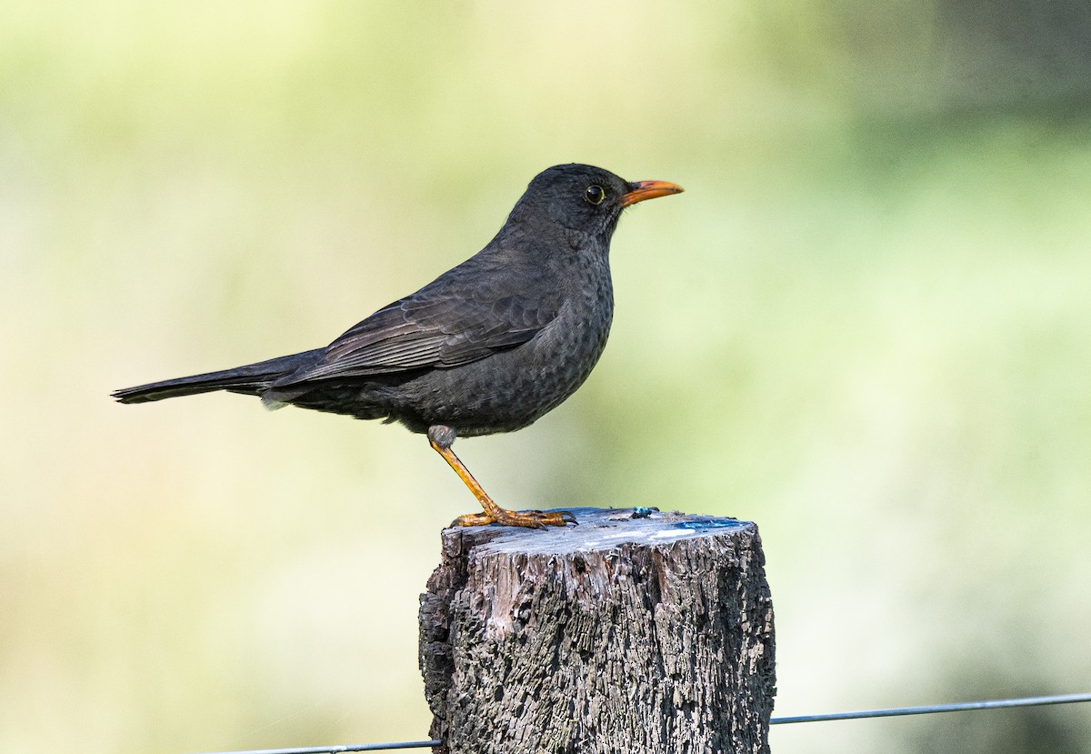 Chiguanco Thrush - ML638864386