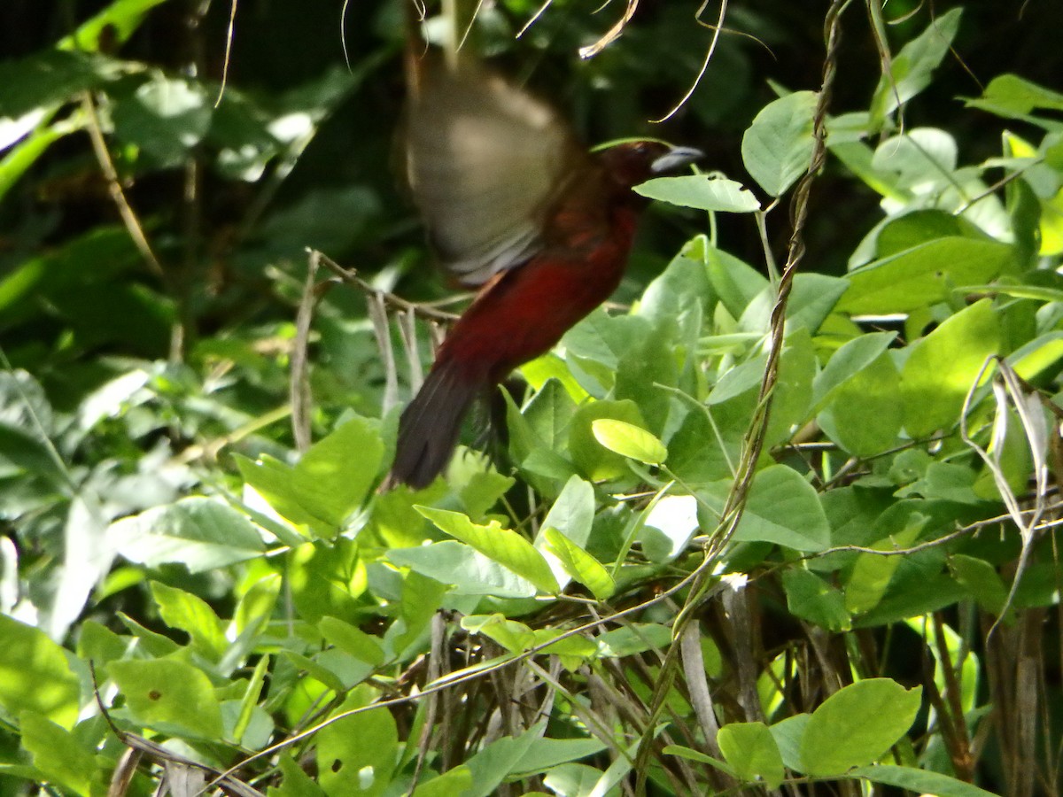 Silver-beaked Tanager - ML638864404