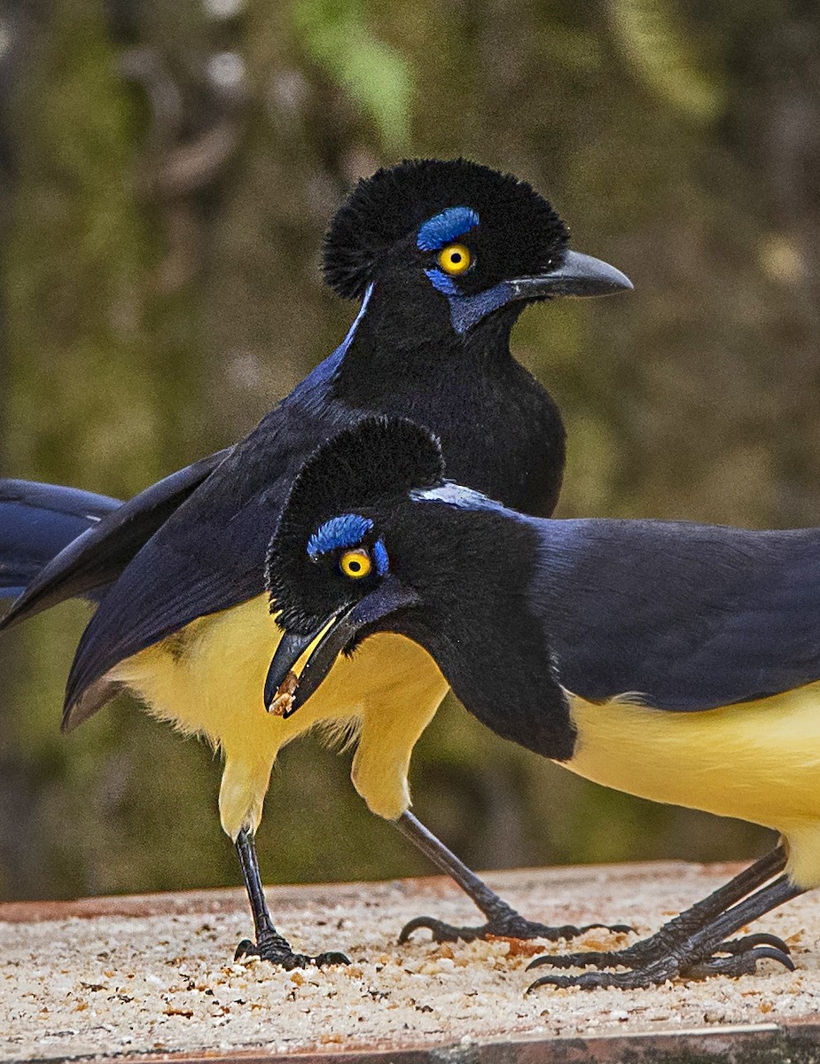 Plush-crested Jay - ML638864410