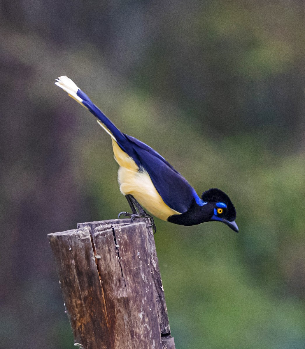 Plush-crested Jay - ML638864411