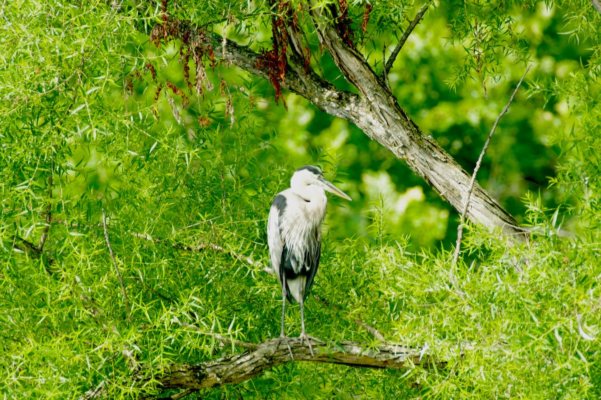 Great Blue Heron - ML638864448