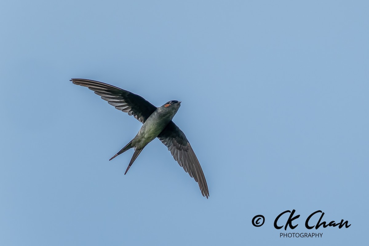 Gray-rumped Treeswift - ML638864488