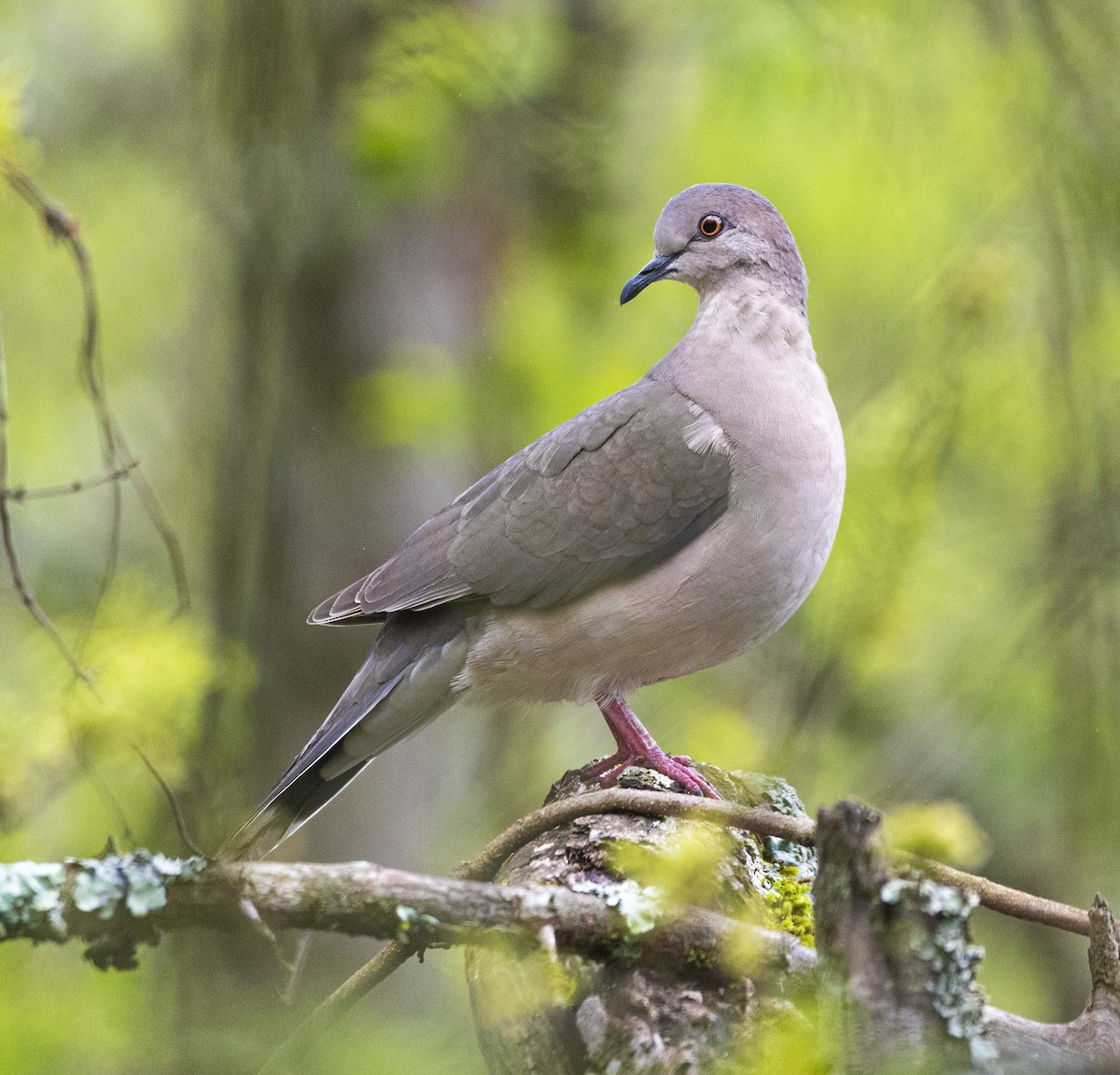 White-tipped Dove - ML638864507