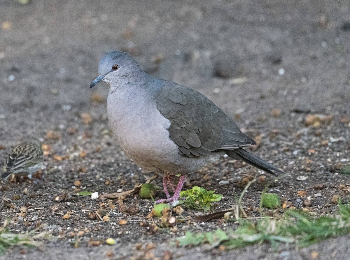 White-tipped Dove - ML638864508