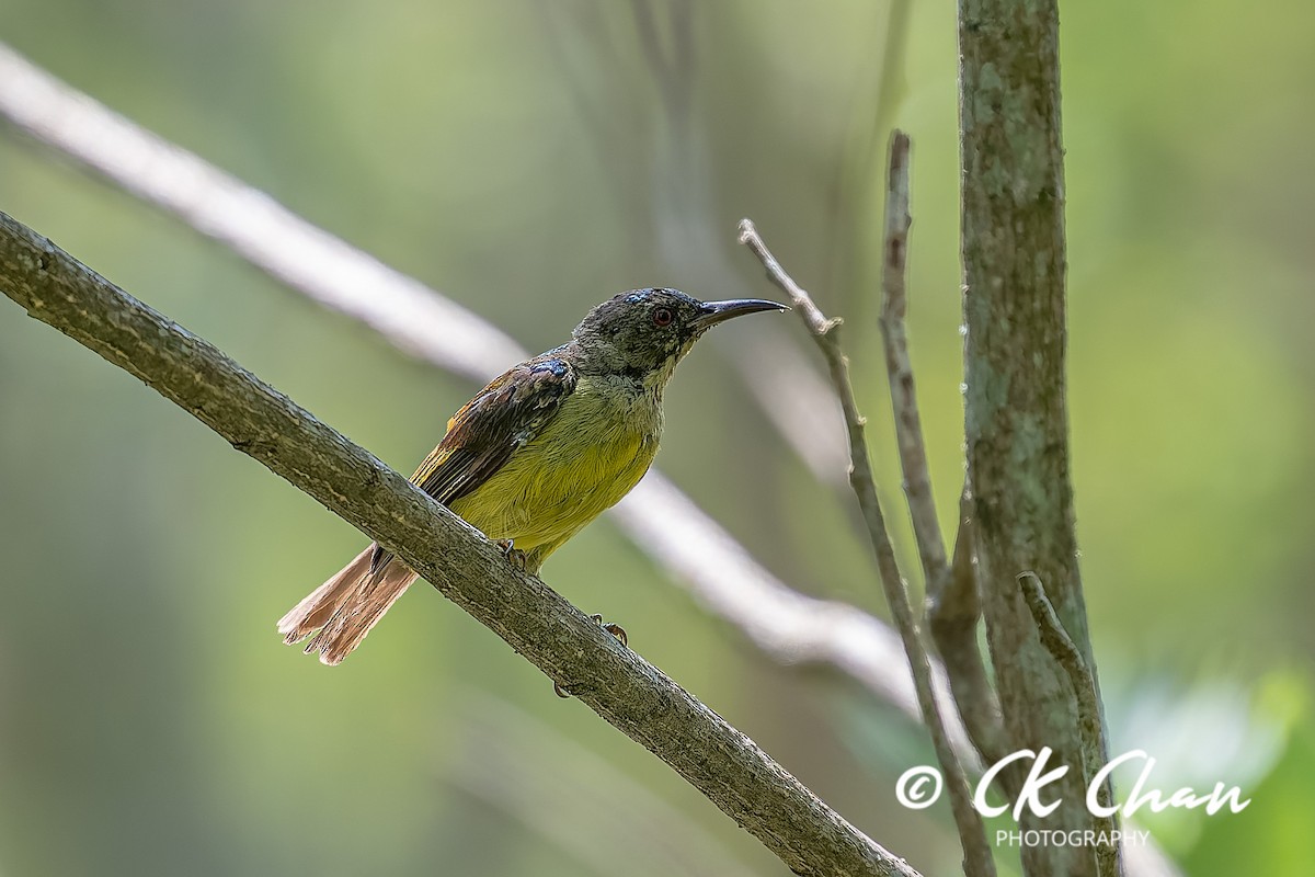 Brown-throated Sunbird - ML638864587