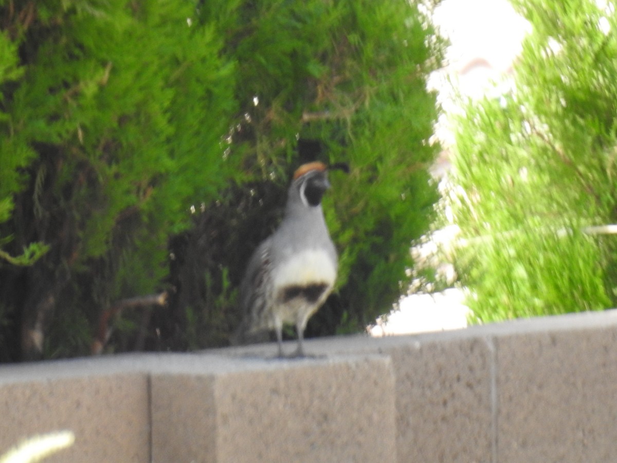 Gambel's Quail - ML638864679