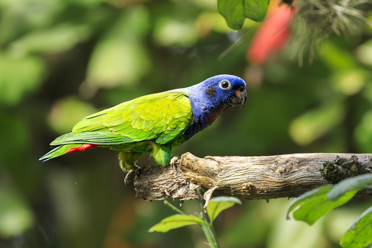 Blue-headed Parrot - ML638864731