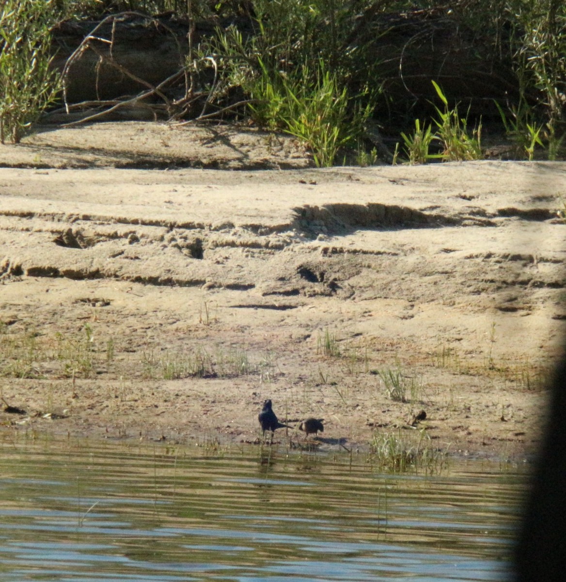 Brewer's Blackbird - ML638864793