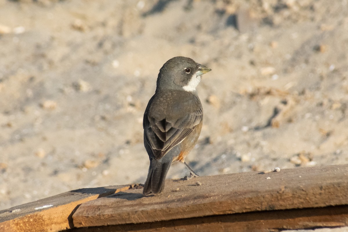Diuca Finch - ML638864795